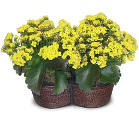  zmir iek sat  Double Kalanchoe sepette