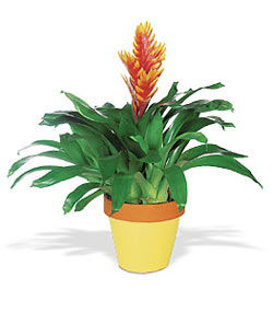  zmir iek , ieki , iekilik  Exotic Bromeliad ithal saksi