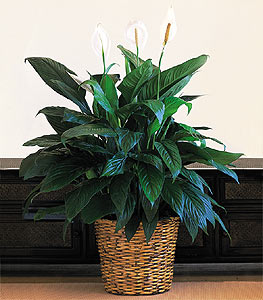  zmir iek siparii sitesi  Large Spathiphyllum