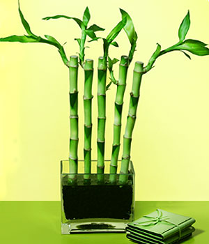  zmir ucuz iek gnder  Good Harmony Lucky Bamboo