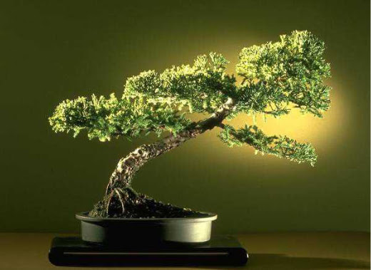 ithal bonsai saksi iegi  zmir yurtii ve yurtd iek siparii 