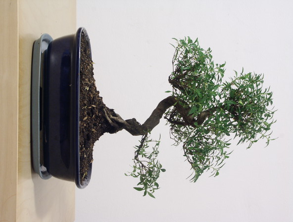 ithal bonsai saksi iegi  zmir iek yolla 