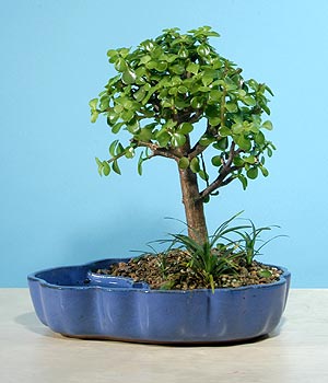 ithal bonsai saksi iegi  zmir nternetten iek siparii 