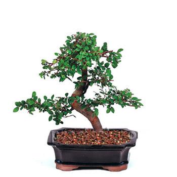 ithal bonsai saksi iegi  zmir iek yolla 