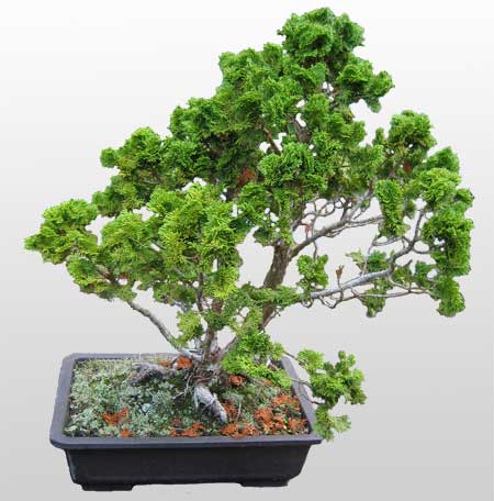 ithal bonsai saksi iegi  zmir uluslararas iek gnderme 