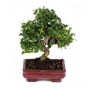 ithal bonsai saksi iegi  zmir hediye iek yolla 