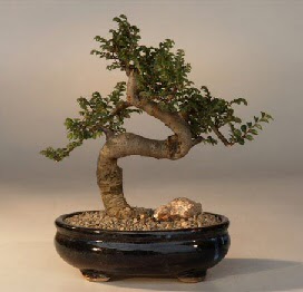 ithal bonsai saksi iegi  zmir ucuz iek gnder 