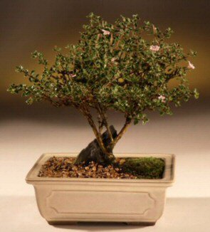 ithal bonsai saksi iegi  zmir iekiler 