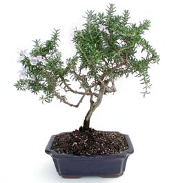 ithal bonsai saksi iegi  zmir iek online iek siparii 