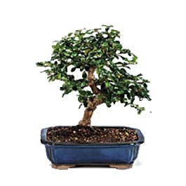  zmir iek , ieki , iekilik  ithal bonsai saksi iegi  zmir ucuz iek gnder 