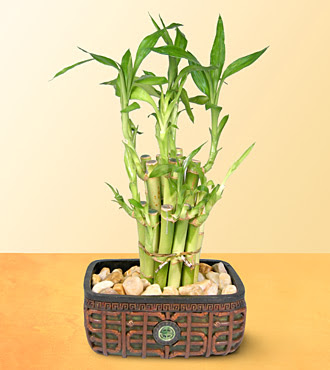 Lucky Bamboo  saksi iegi  zmir iek gnderme 