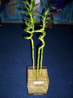 Lucky Bamboo 3 adet saksi iegi  zmir iek sat 