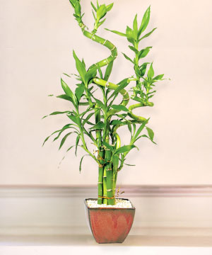 Lucky Bamboo sans melegi iegi  zmir iek gnderme 