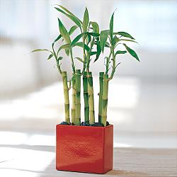 Lucky Bamboo sans melegi iegi  zmir online iek gnderme sipari 